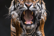 236 surprised animals, an Animal Photo by Handmadefont (Thumbnail 146 of 241)