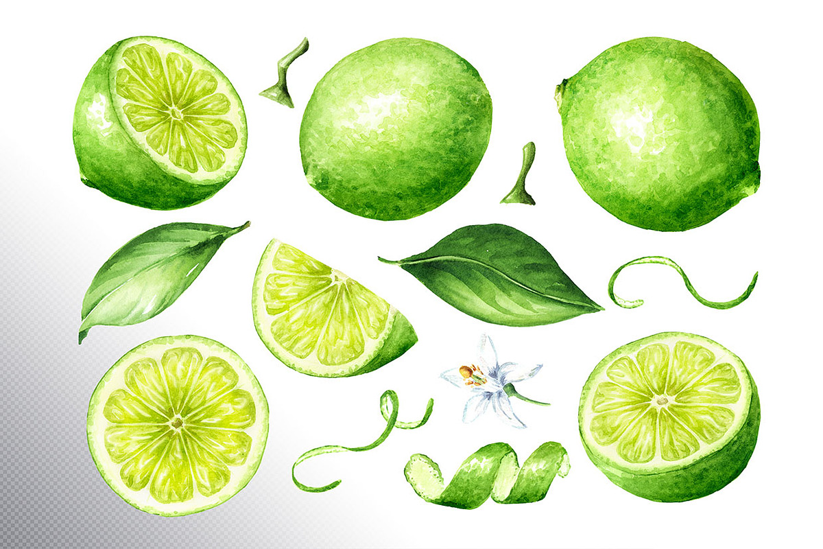 Lime citrus. Watercolor collection, a Food Illustration by Daria Ustiugova (Photo 17 of 21)