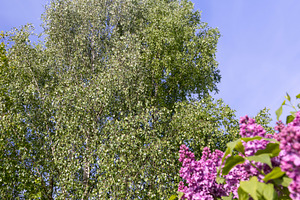 birch trees in spring against a blue sky, a park with tall birches in the dayti, a Photo by rsoollAI