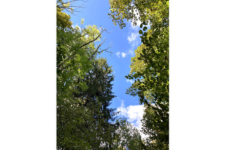 Forest and sky. Bottom up view, a Nature Photo by Canatic