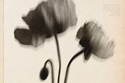 Botanical Traces: Blurred Floral PNG, an Object Graphic by Dina Mae (Thumbnail 8 of 14)