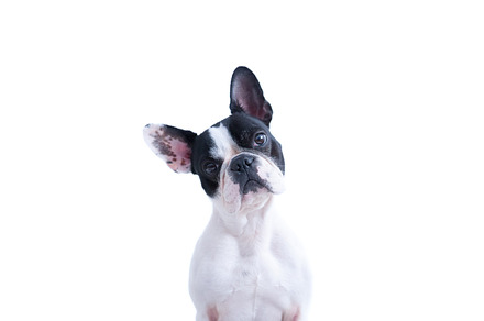 Portrait of a cute French bulldog, an Animal Photo by Click and Photo