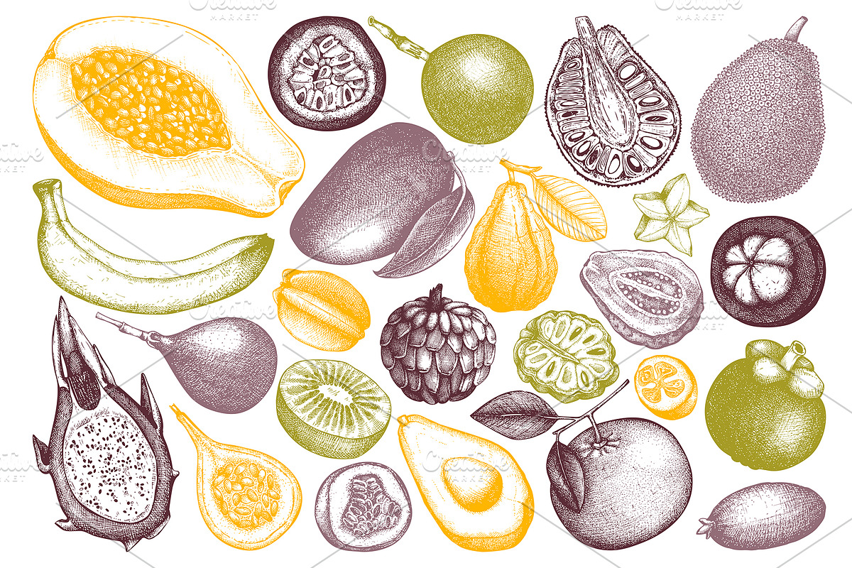 Vintage Tropical Fruit Sketches, a Food Illustration by Yevheniia (Photo 2 of 8)