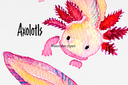 Clip art: Axolotl watercolor, an Animal Illustration by SandraGraphicDesign (Thumbnail 4 of 6)