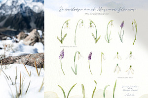 Spring Snowdrop And Muscari Clip Art