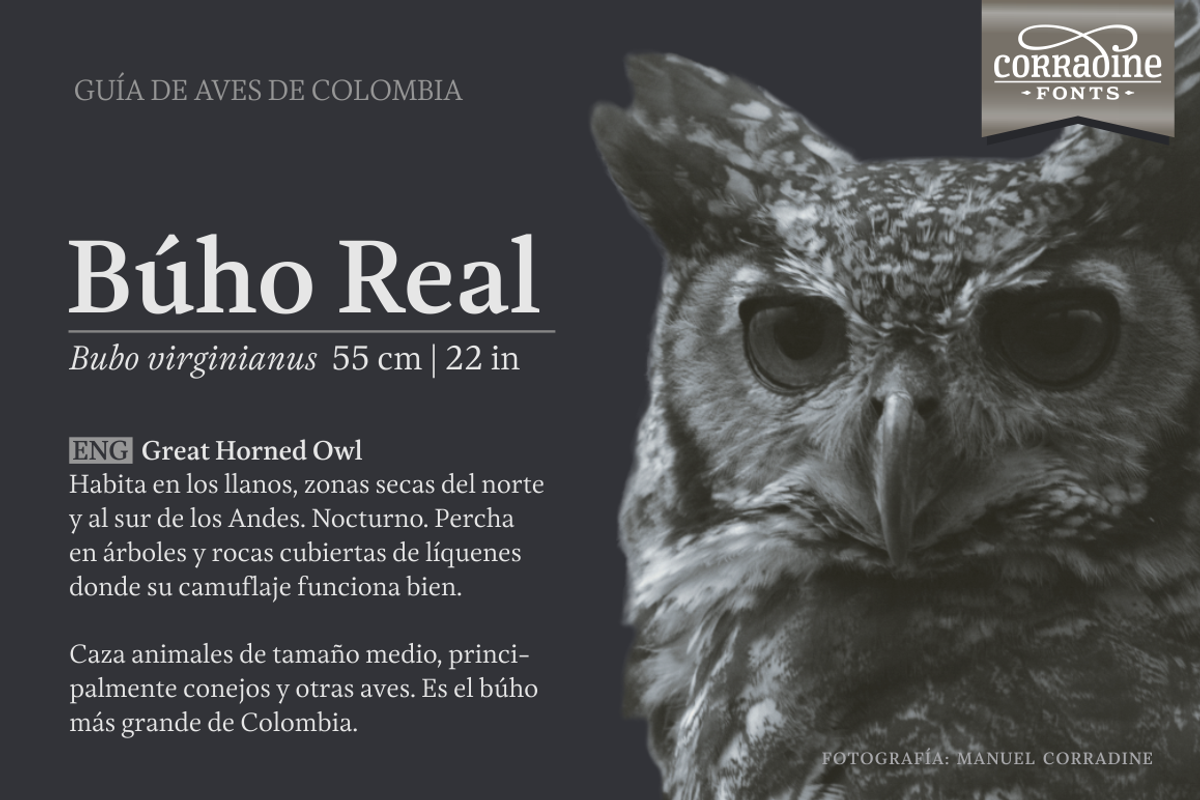 Austera Text Essential #3, a Serif Font by Corradine Fonts (Photo 14 of 14)