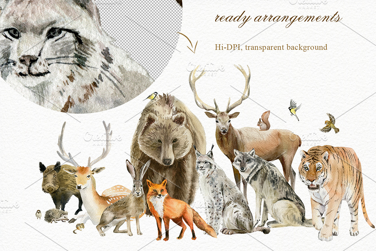 Forest watercolor designer toolkit, an Animal Illustration by Elegantia (Photo 17 of 28)