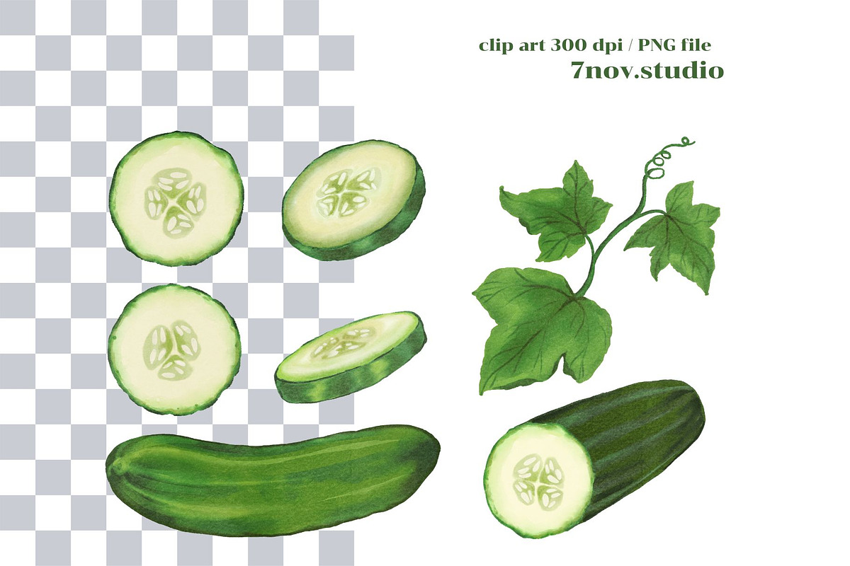 Cucumber, a Food Illustration by 7nov.studio (Photo 2 of 2)