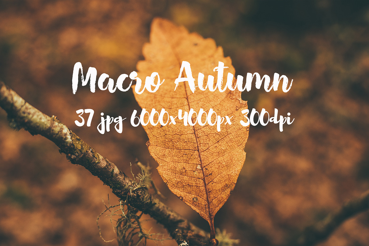 Macro Autumn photo bundle, a Templates & Theme by ApertureVintage (Photo 2 of 21)