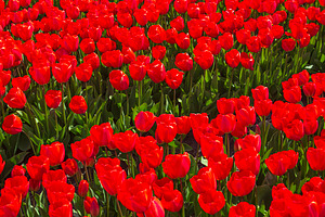 High angle view of red tulip rows, seamless spring field texture, a Photo by Pictures for you!!!!!!!!!