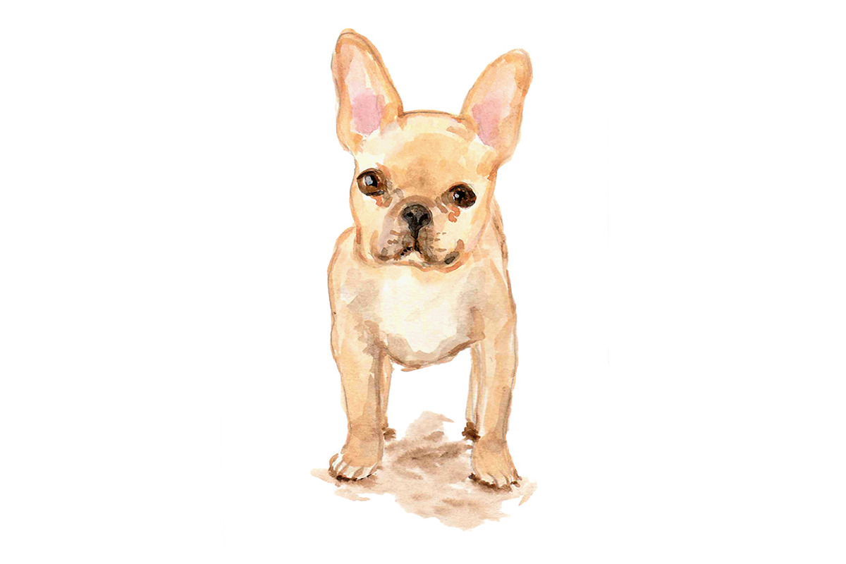 French Bulldogs, an Animal Illustration by Carol Cooper Studios (Photo 2 of 8)