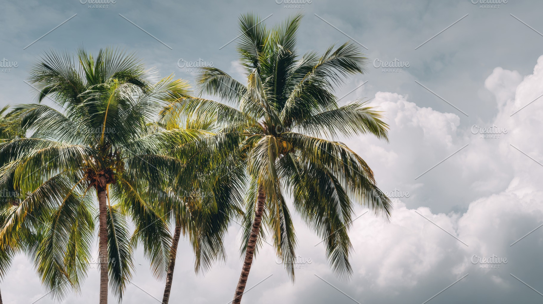 Palm trees sway against cloudy sky, a Photo by Beautiful things