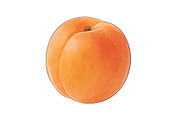 All Fruits Bundle Master Collection, a Food & Drink Photo by FlyeredTemplate (Thumbnail 22 of 130)