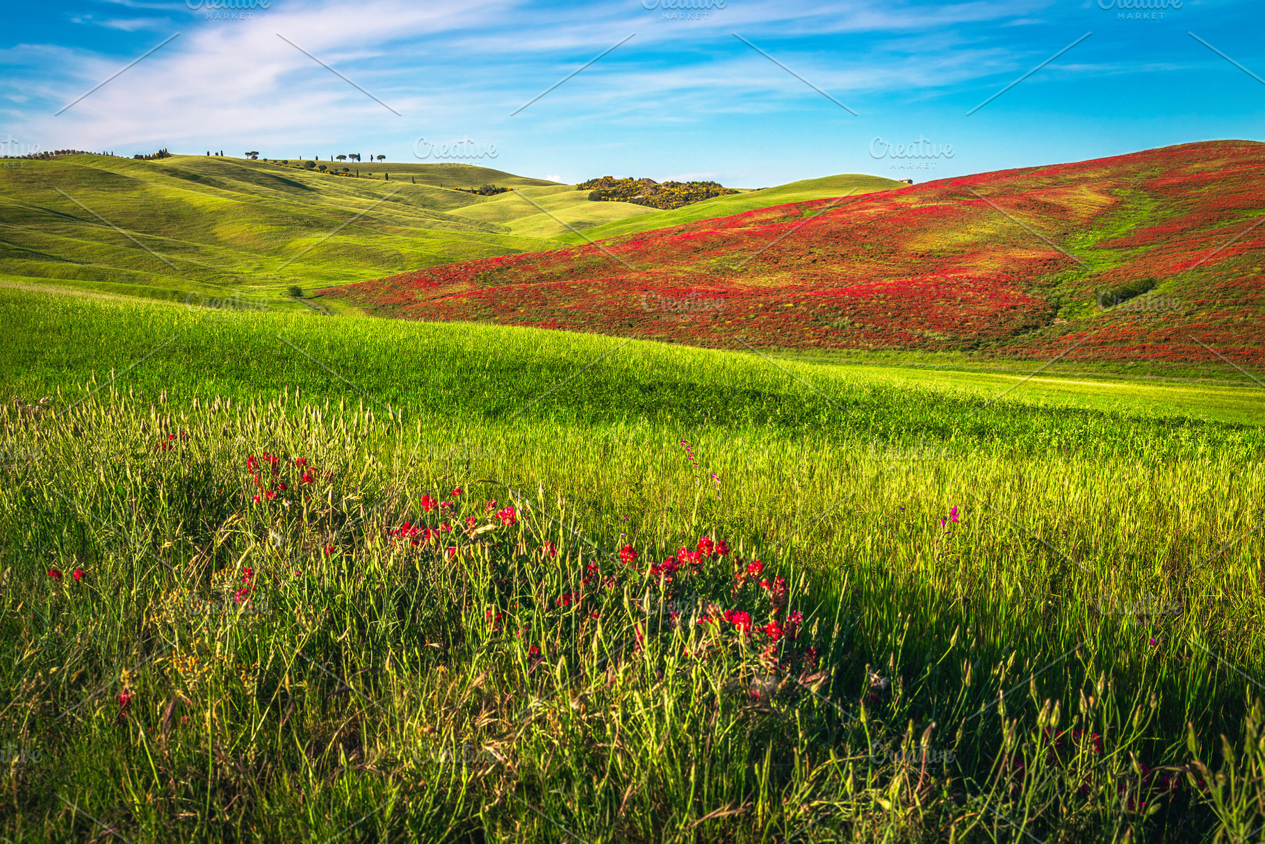 Amazing agricultural lands in Italy, a Nature Photo by Alpine Dreams