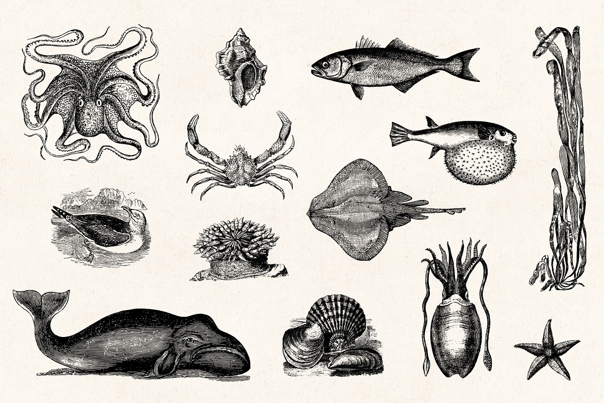 Nautical Engraving Illustrations, an Illustration by Graphic Goods (Photo 8 of 10)