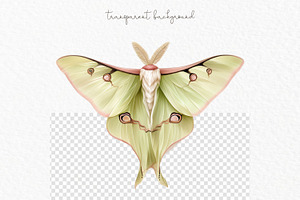 Luna Moth Watercolor Clipart