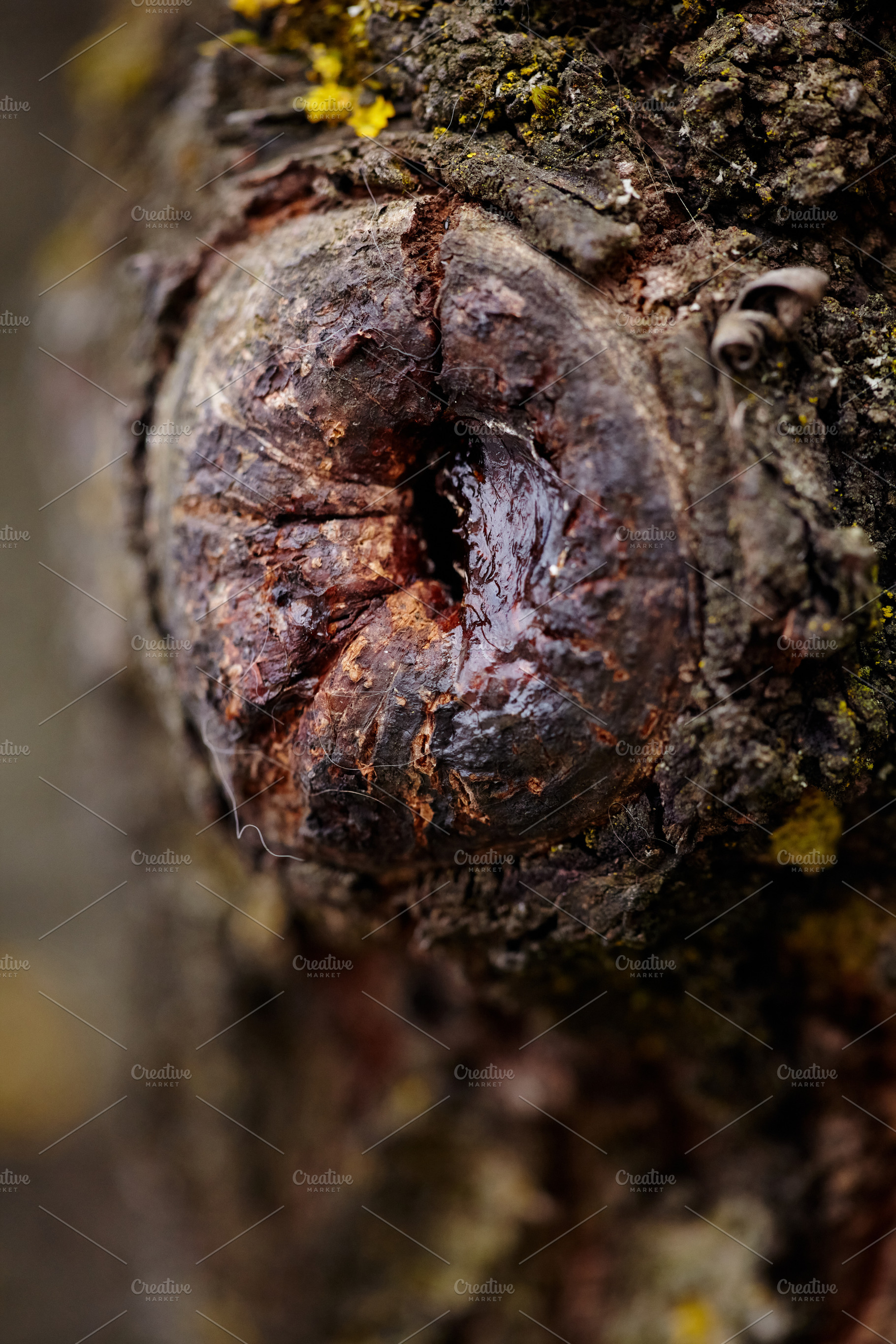 Macro shot of natural sweet cherry tree resin dripping from the bark. Close-up, a Nature Photo by Rohan Photography