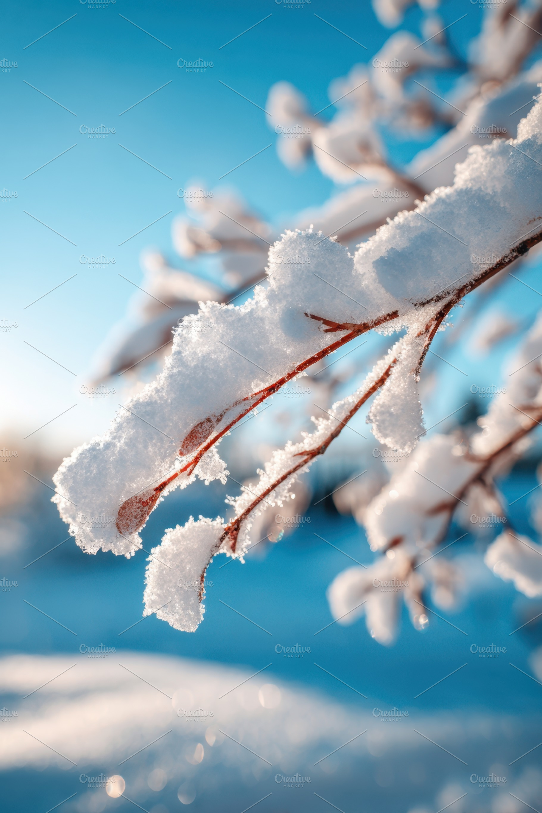 Snow-covered leaves in winter sunlight, a Nature Photo by AlyaAnd