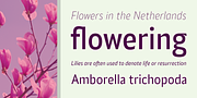 Alamia, a Sans Serif Font by Ani Dimitrova (Thumbnail 3 of 12)