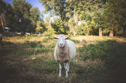 Flock Of Sheep Stock Photo preview 3