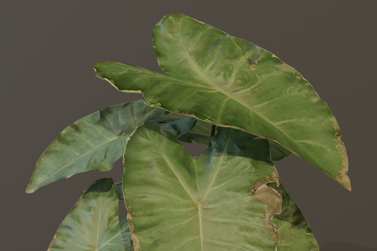 The BroadLeaf Taro Bush, a Plants & Tree 3D Model by FuturePastCreatives (Photo 16 of 19)