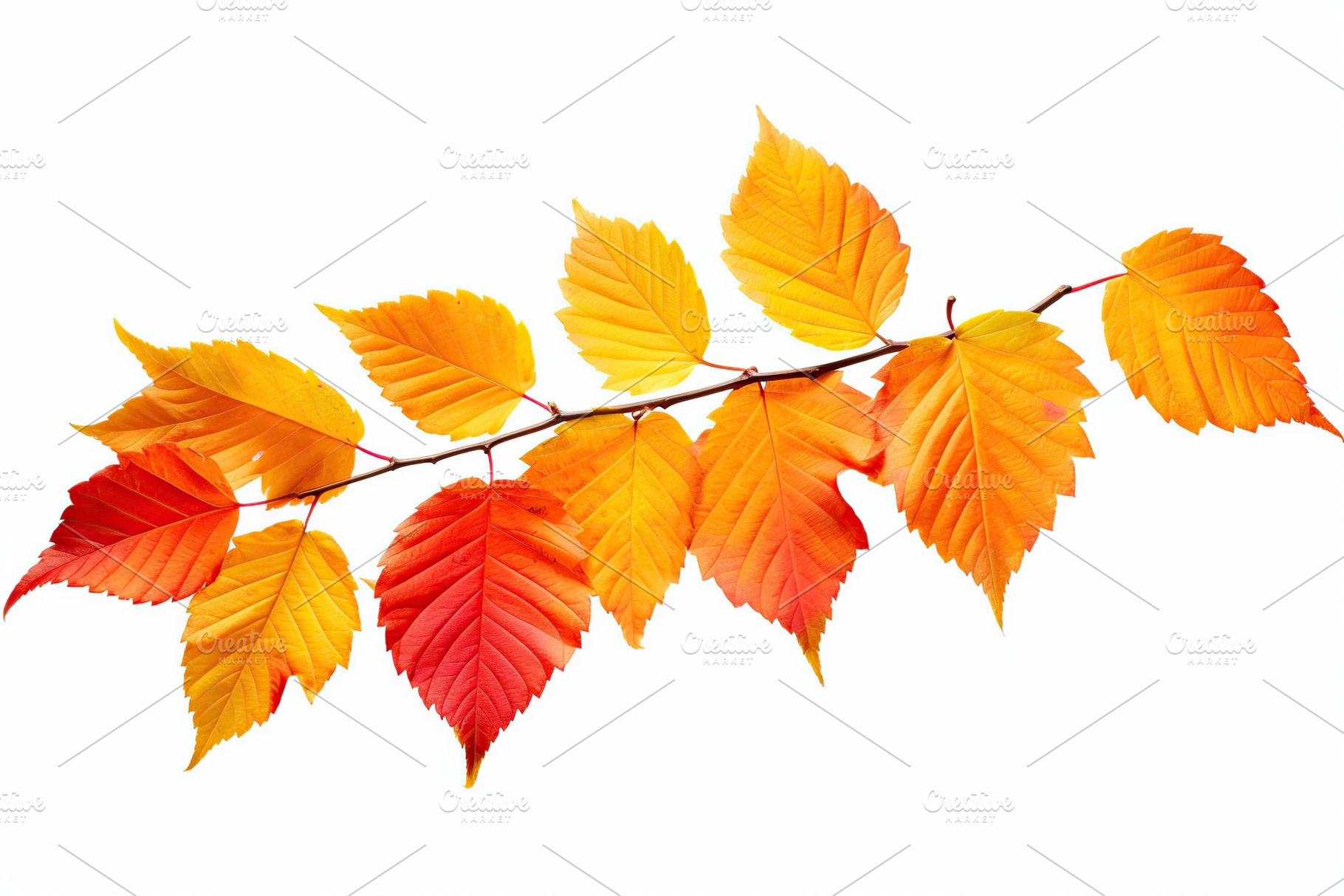 Branch with autumn leaves on white background, a Nature Photo by AlyaAnd