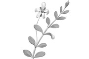 Bacopa Botanical Illustration Set, an Illustration by Anna Repp Illustration (Thumbnail 4 of 7)