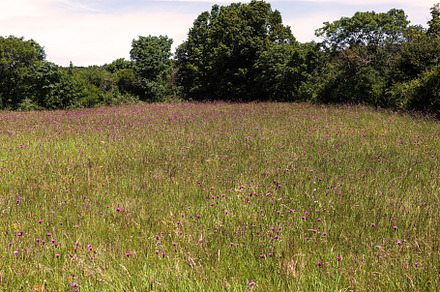 Field with Jurinea mollis flowers, a Nature Photo by Bepslabor