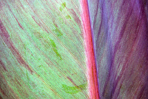 Pastel Leaf Detail Background, a Background Photo by THP Creative