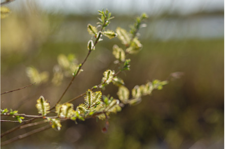Pussy willow branch close-up on a, a Nature Photo by Northern Life