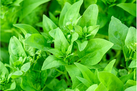 Green spinach growing in the garden, a Food & Drink Photo by darksoul72