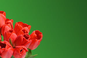 Bouquet of several vibrant red tulip flowers with green stems an, a Nature Photo by ndanko