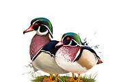 Tropical Birds SET, Exotic Species, an Animal Illustration by Dneprstock (Thumbnail 10 of 10)