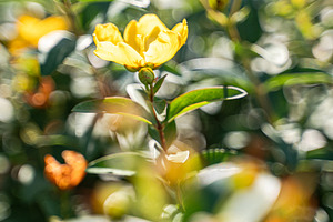 Beautiful yellow Hipericum plant blooming in the summer garden