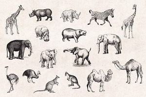 Wild Animals Engravings