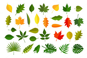 Leaves