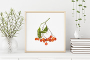Rowan. Watercolor collection, a Decorative Illustration by Maria's little shop (Thumbnail 6 of 8)