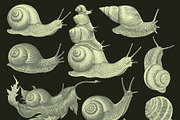Design set Snails. Vector engraving, an Animal Illustration by Vector Engraving (Thumbnail 3 of 4)