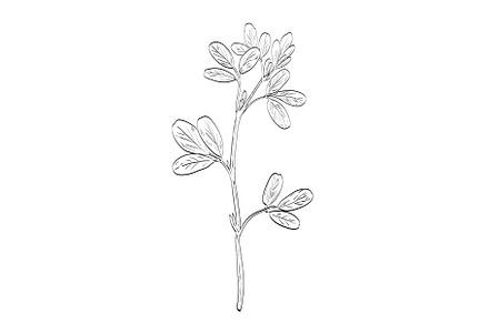 Fenugreek Plant Drawing