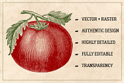 150 Vintage Vegetables (Vector), a Food Illustration by Brigantine Designs (Thumbnail 2 of 7)