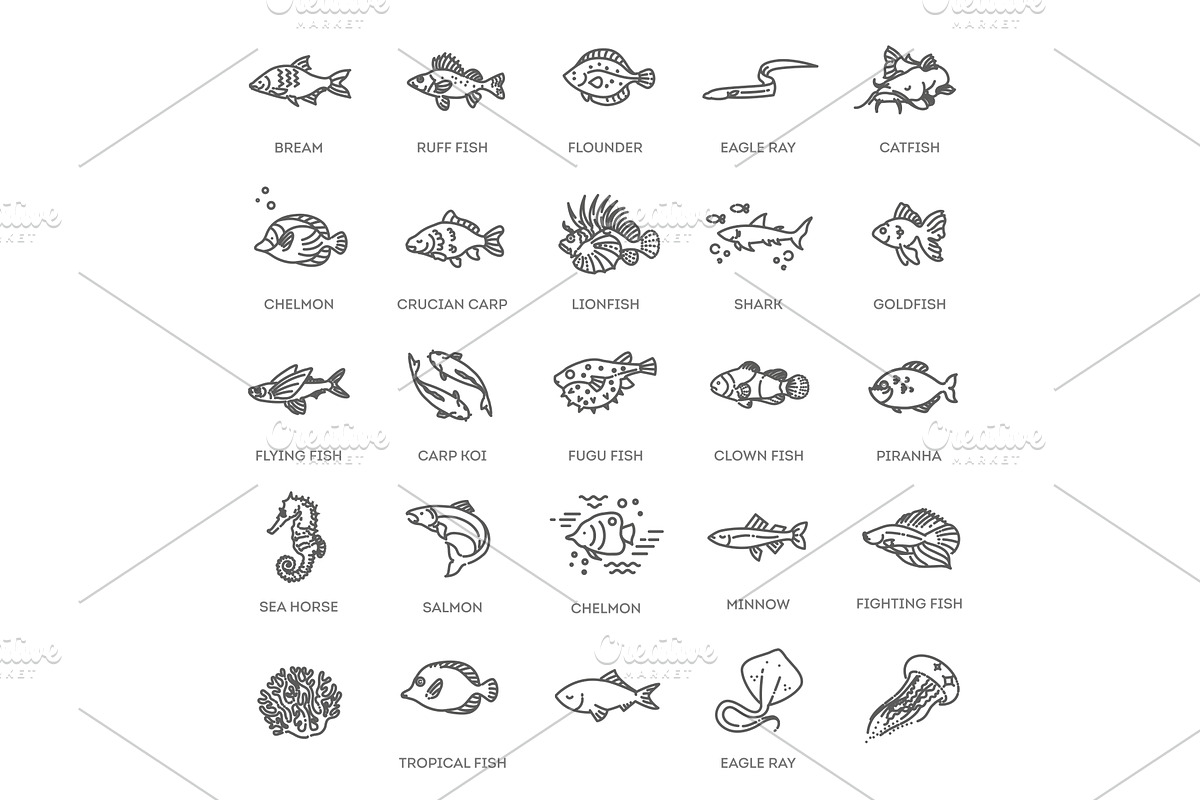 Set of vector outline fish icons, an Animal Illustration by Tettygreen
