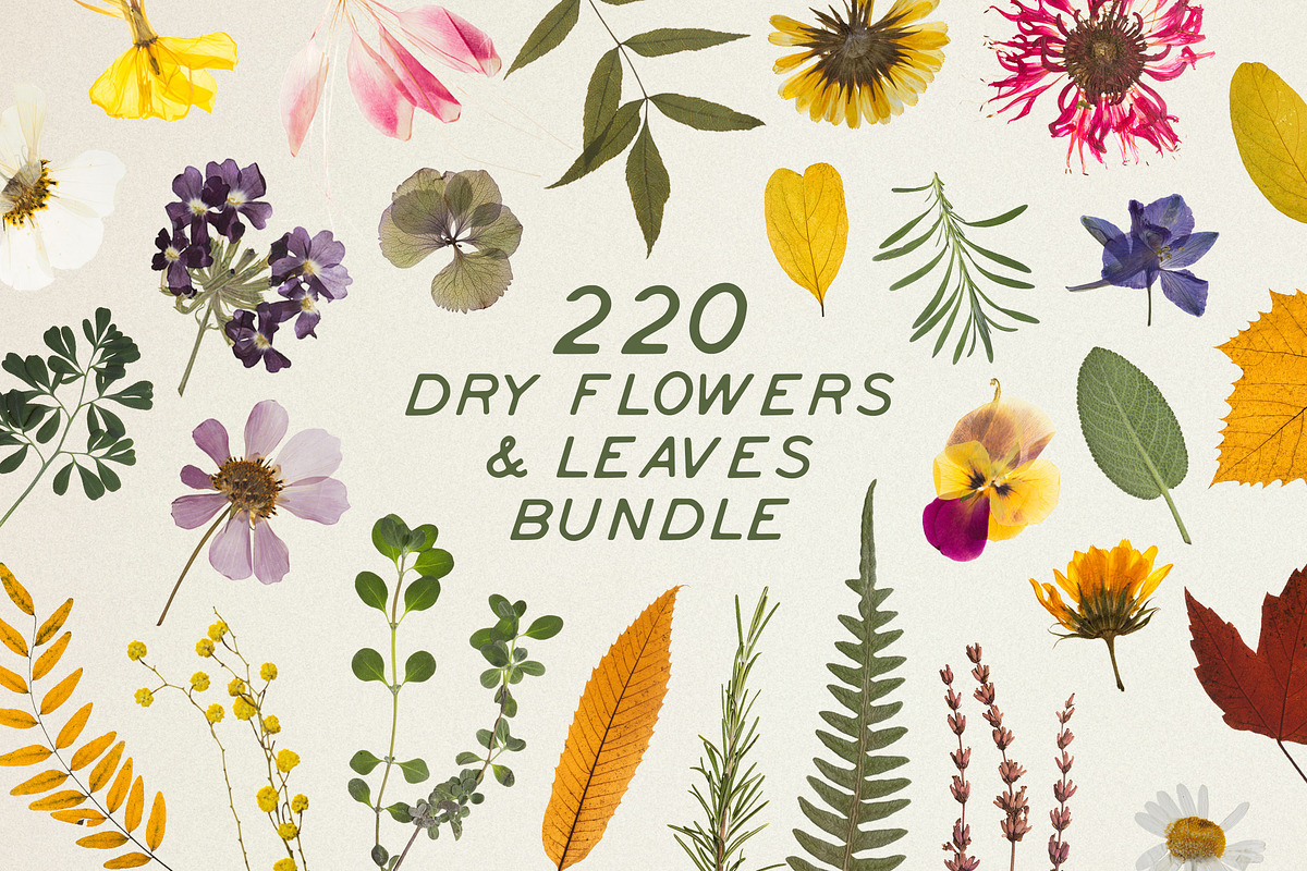 BUNDLE - Dry Flowers & Leaves, an Object Graphic by Sparrow & Snow (Photo 1 of 28)