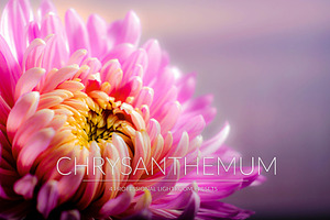 Chrysanthemum Lr Presets