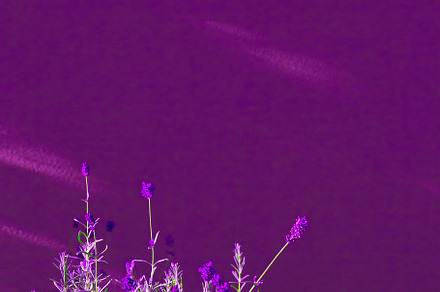 Nature bio lavanda flowers background wallpaper. Plant lover. Tr, a Nature Photo by Jenya Porechenskaya