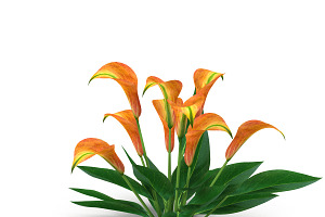 Calla Lily Orange