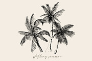 Tropical palm sketch, a Decorative Illustration by Jeanna Draw (Thumbnail 2 of 7)