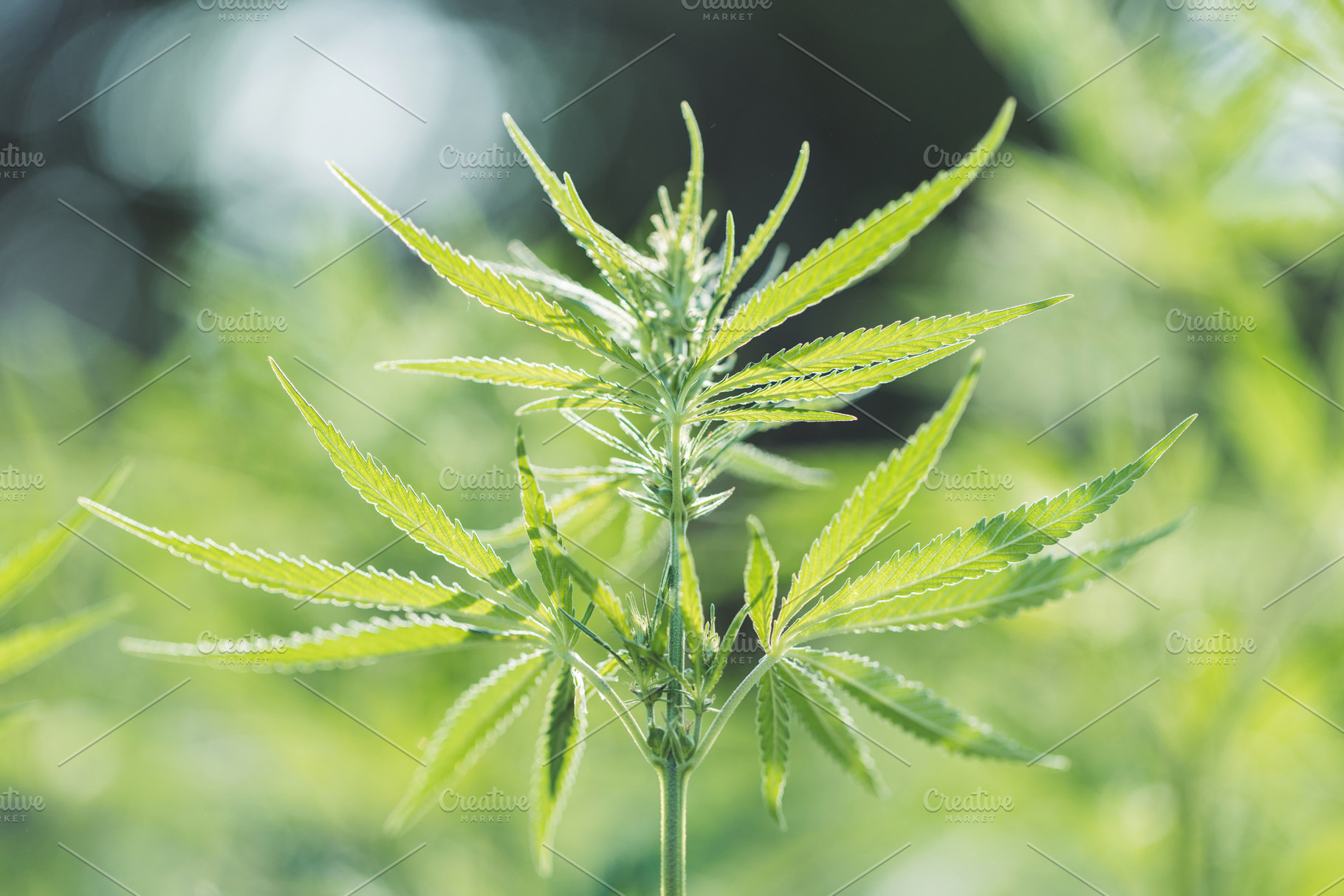Cannabis plant growth, a Nature Photo by Olga_Z