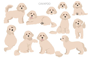 Cavapoo Clipart