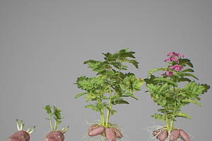 Potato tuber set