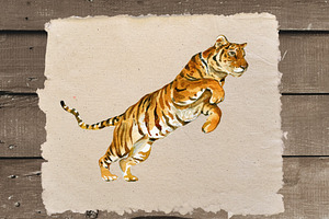 Tigers .Clipart Illustrations